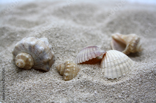 Sea round stones and seashells on the fine sand. Selective focus. © Ольга Яковлева