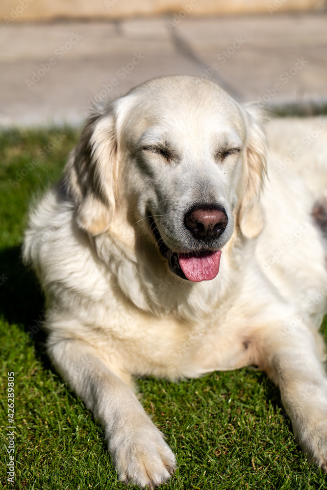 beautiful golden retriever on green grass in garden beautiful golden retriever on green grass in garden