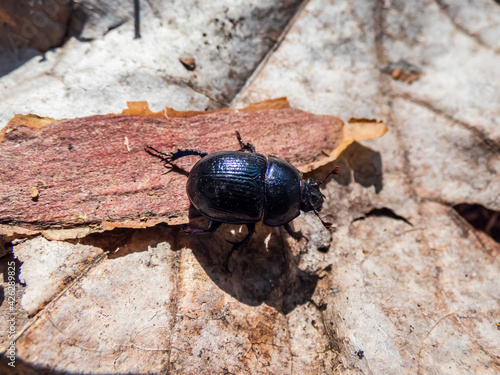 Close-up of dor beetle (earth-boring dung-beetle on the ground floor