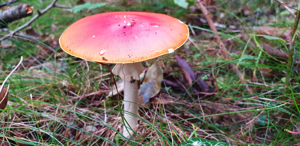 Red mushroom amanita muscaria grows in green grass. Panorama. Red mushroom amanita muscaria grows in green grass. Panorama.