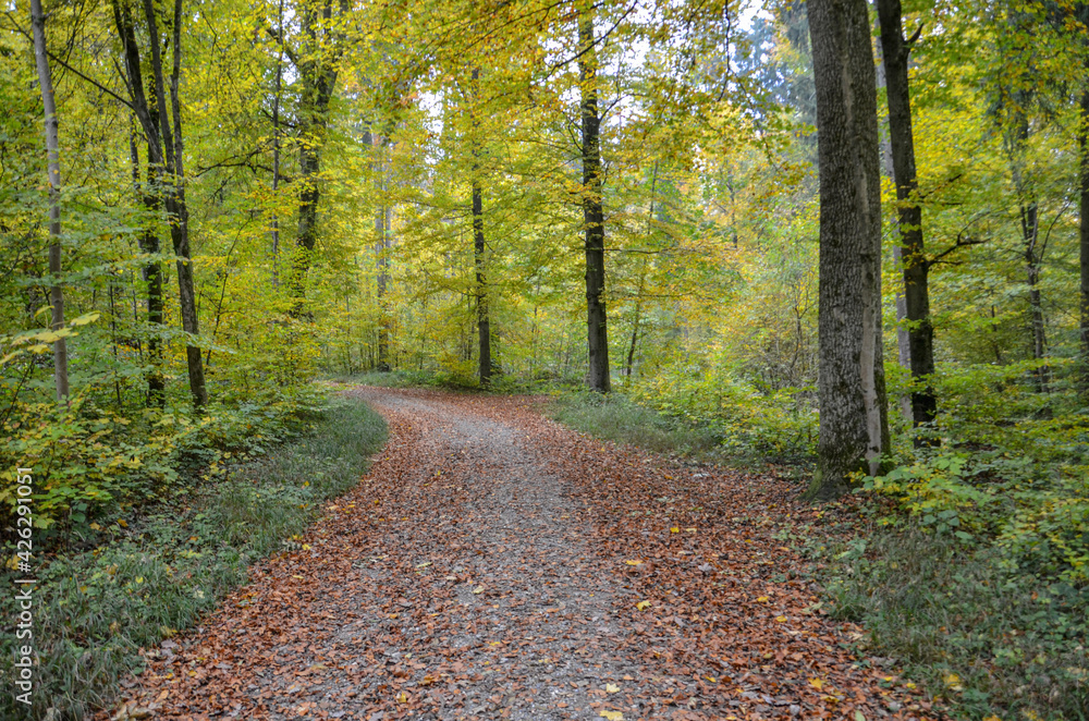Obraz premium Weg im Wald
