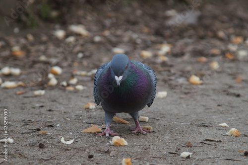 A city pigeon inspects a feeding place photo