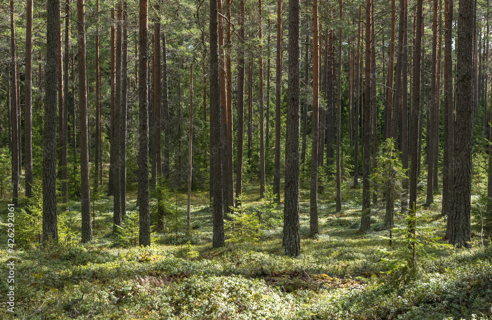 Obraz premium Pine tree forest landscape and natural mossy boulders