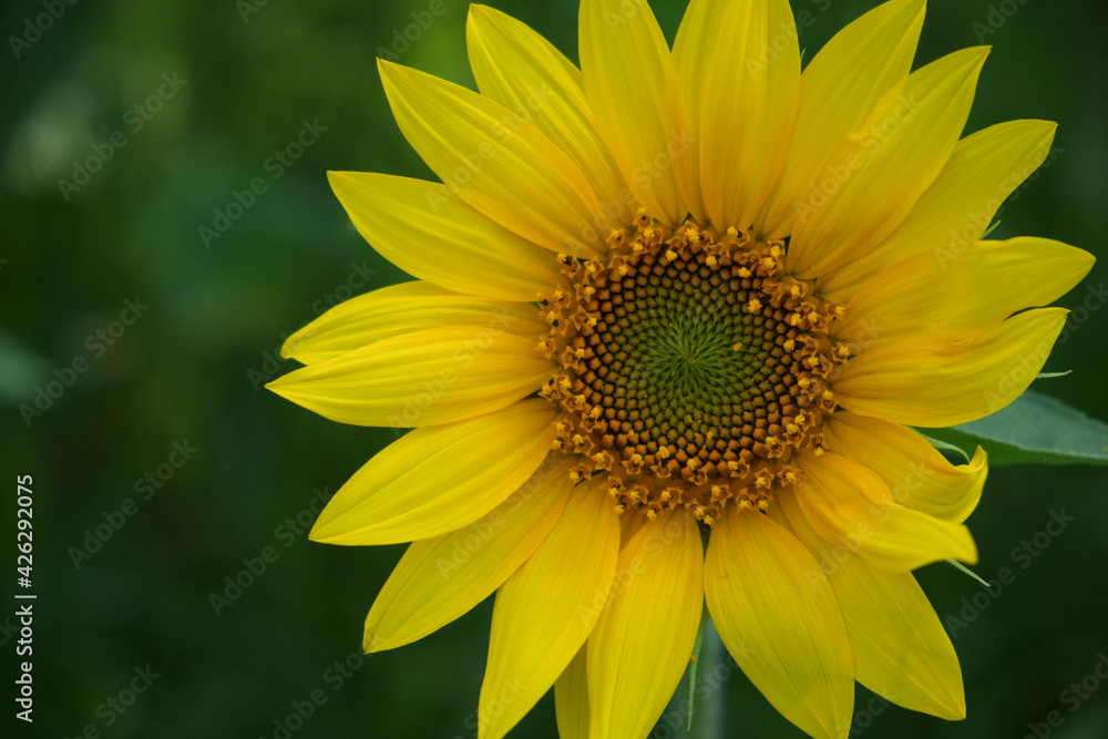 Single sunflower flower on a blurred background, close-up. Single sunflower flower on a blurred background, close-up.