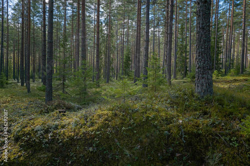 Pine tree forest landscape and natural mossy boulders © Conny Sjostrom