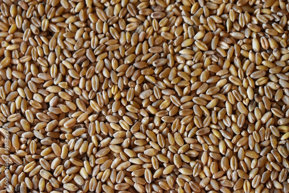 Grains of wheat in closeup view perfect agriculture texture image Grains of wheat in closeup view perfect agriculture texture image