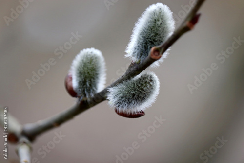 Pussy willow on the branch, catkins in spring forest close up