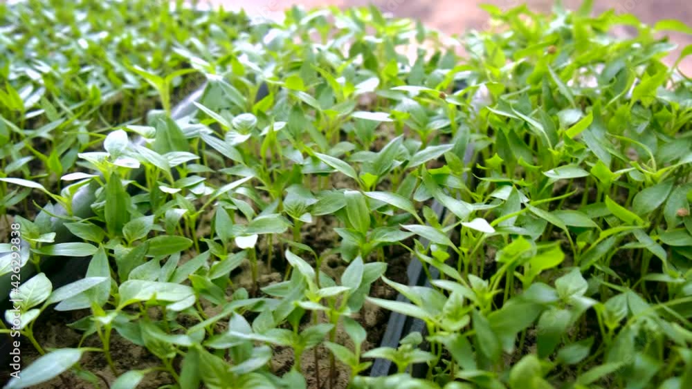 Pepper seedlings on the windowsill. Selective focus. Pepper seedlings on the windowsill. Selective focus.