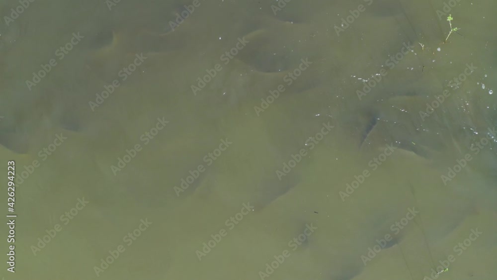 Aerial view of the carps and other fish on the fishpond of Crna Mlaka