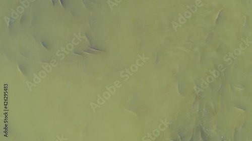 Aerial view of the carps and other fish on the fishpond of Crna Mlaka photo