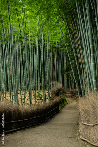 A bamboo path in Arashiyama, Kyoto, Japan.