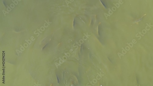 Aerial view of the carps and other fish on the fishpond of Crna Mlaka photo