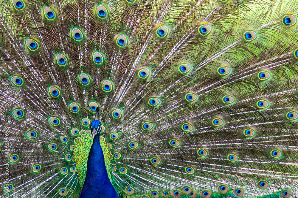Fototapeta premium Peacock displays for some of his females.