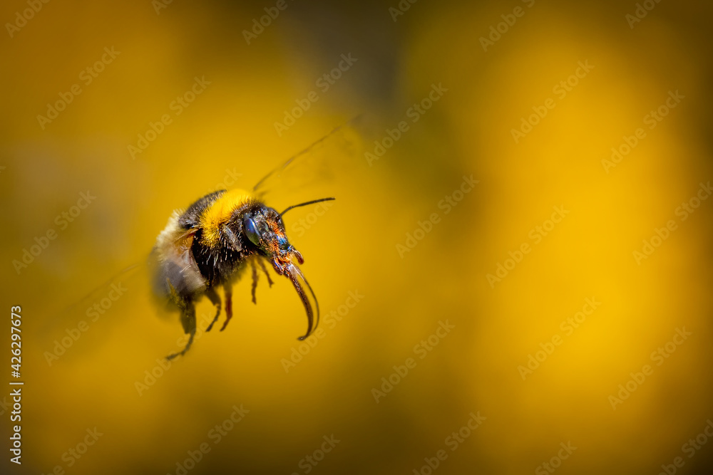Bumblebee flies away from yellow flowers