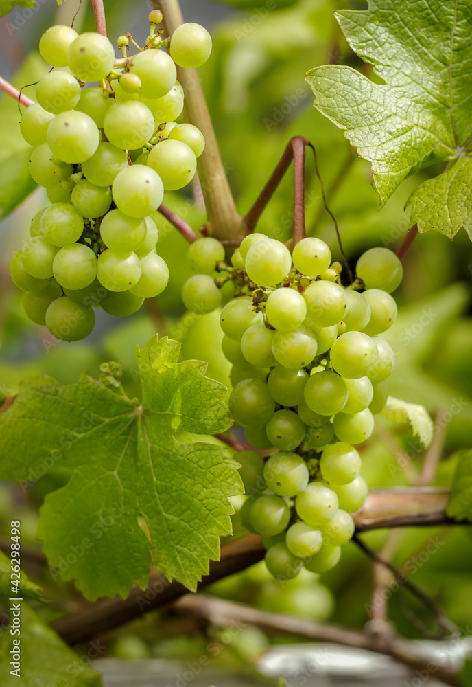 two bunches of juicy green grapes on a vine two bunches of juicy green grapes on a vine