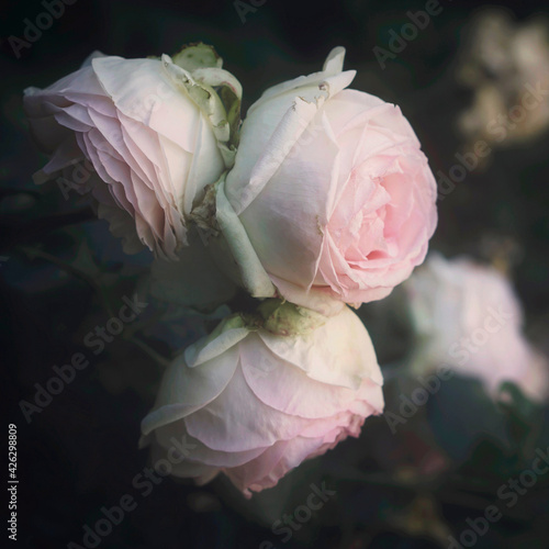 Vintage english roses in a garden