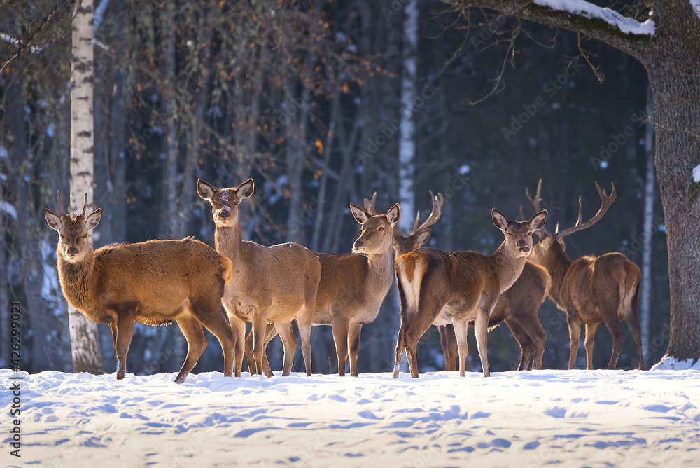 Reindeer herd, Red deer in the winter forest, national park. wildlife, nature conservation. Cervus elaphus on a cold winter day. Beautiful deer in its natural habitat in the winter forest, wildlife Reindeer herd, Red deer in the winter forest, national park. wildlife, nature conservation. Cervus elaphus on a cold winter day. Beautiful deer in its natural habitat in the winter forest, wildlife