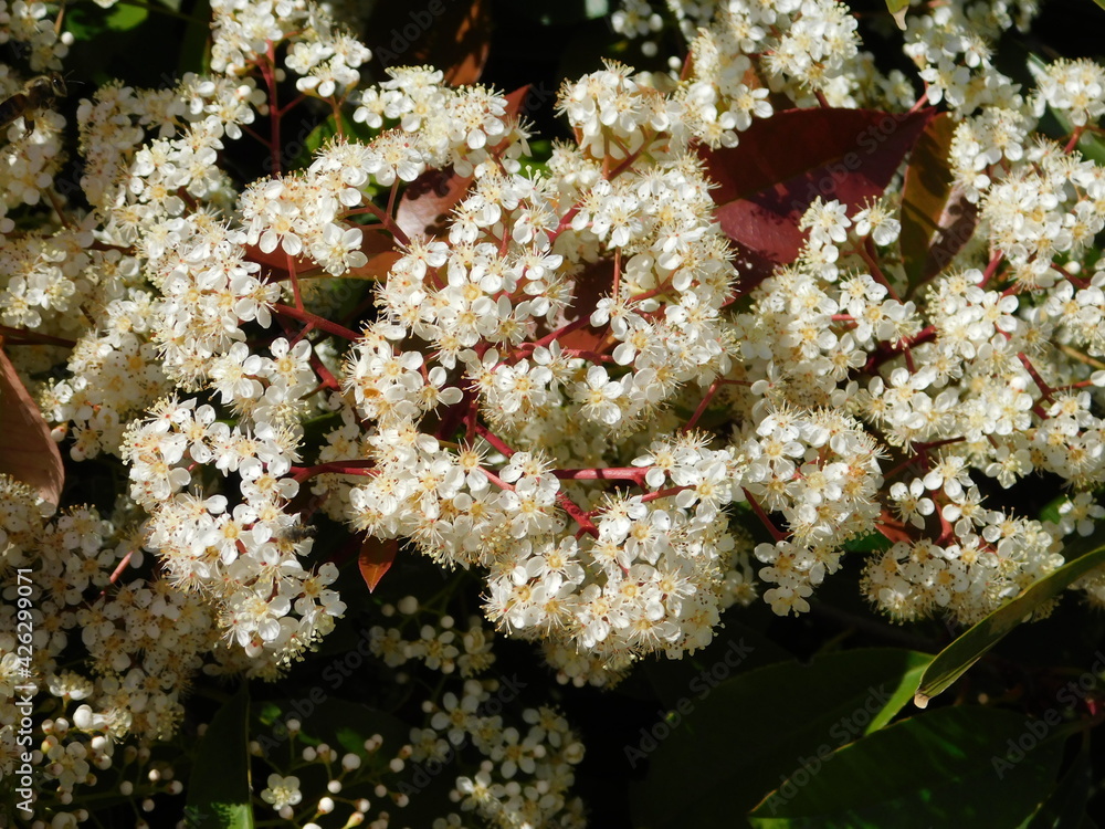 White flowers of a blooming photinia fraseri red robin shrub Stock ...