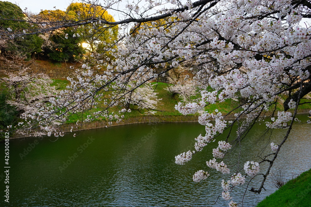 Tokyo, Japan - March 2021: Beautiful cherry blossom, sakura, on river background at Chidori-ga-fuchi park during spring, closeup - 桜 千鳥ヶ淵 緑道の桜 東京 日本 Tokyo, Japan - March 2021: Beautiful cherry blossom, sakura, on river background at Chidori-ga-fuchi park during spring, closeup - 桜 千鳥ヶ淵 緑道の桜 東京 日本