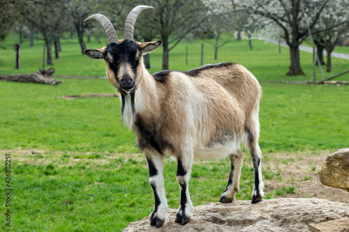 Stampa su tela goat on the pasture portrait