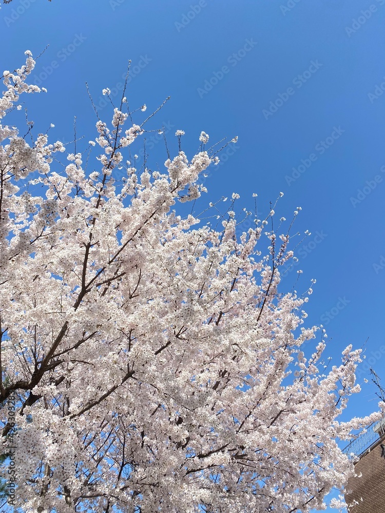 cherry blossom in spring