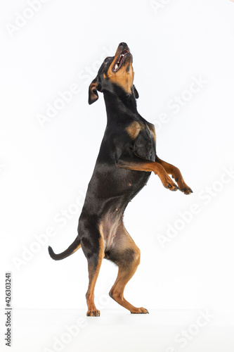 Black and tan Miniature Pinscher standing on her hind legs reaching up on a white background