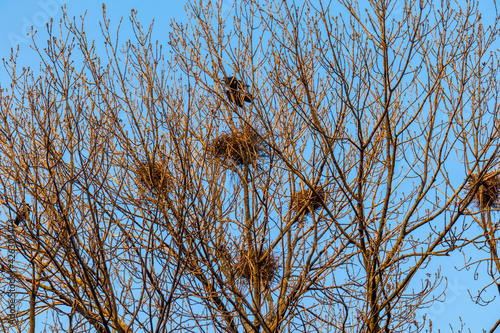 birds nest crows on tree tops against blue sky in city park in spring