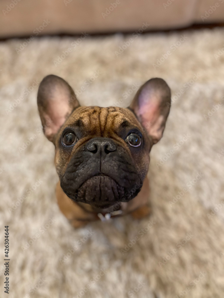 Fototapeta premium french bulldog puppy