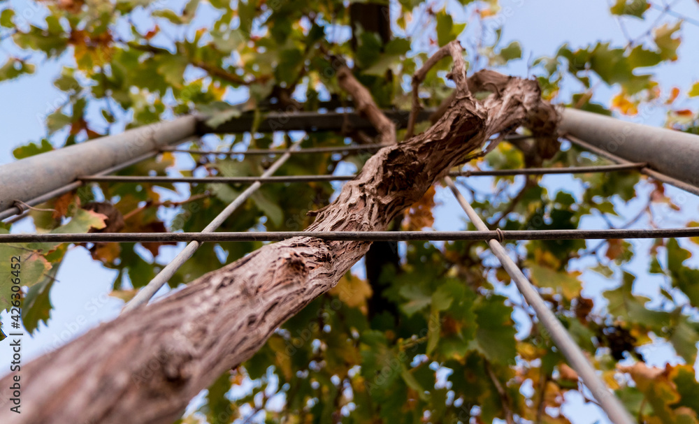 vine vine
