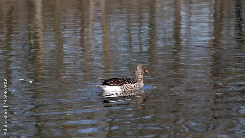The greylag goose, Anser anser is a species of large goose in the waterfowl family Anatidae and the type species of the genus Anser. The greylag goose, Anser anser is a species of large goose in the waterfowl family Anatidae and the type species of the genus Anser.