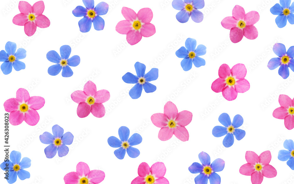 Set with beautiful tender forget me not flowers on white background Set with beautiful tender forget me not flowers on white background