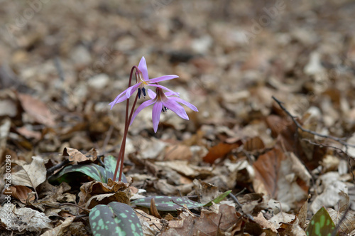 Erythronium dens-canis, Dog's tooth violet, wildflower photo