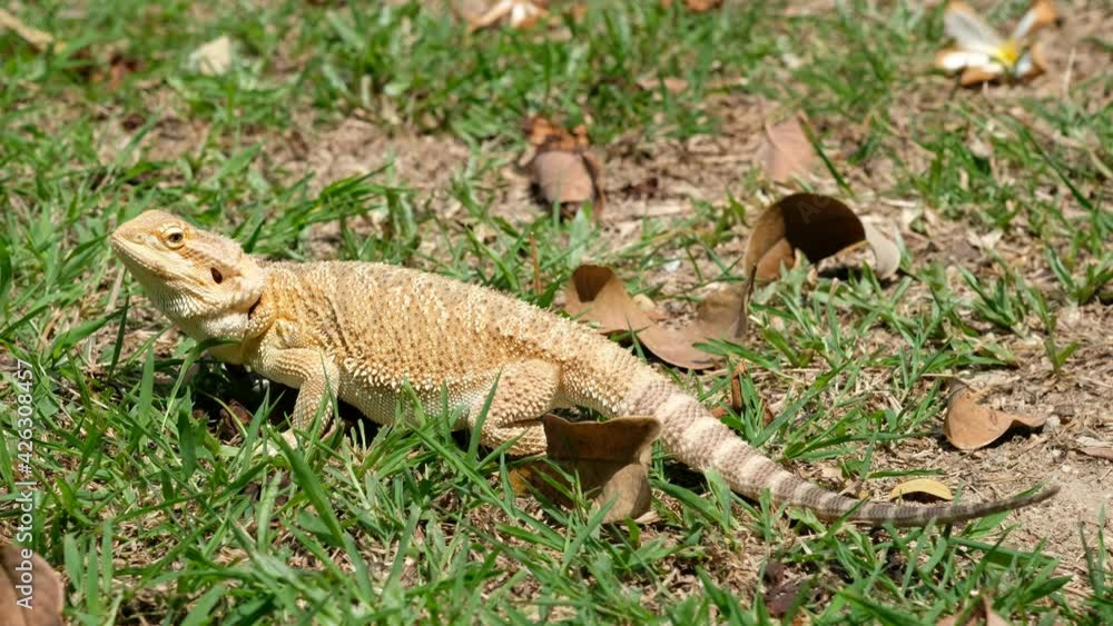 bearded dragon on ground with blur background
bearded dragon on ground with blur background