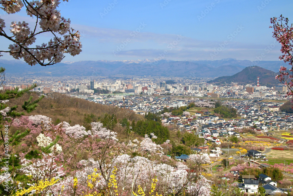 Naklejka premium 花見山・桜（福島県・福島市）