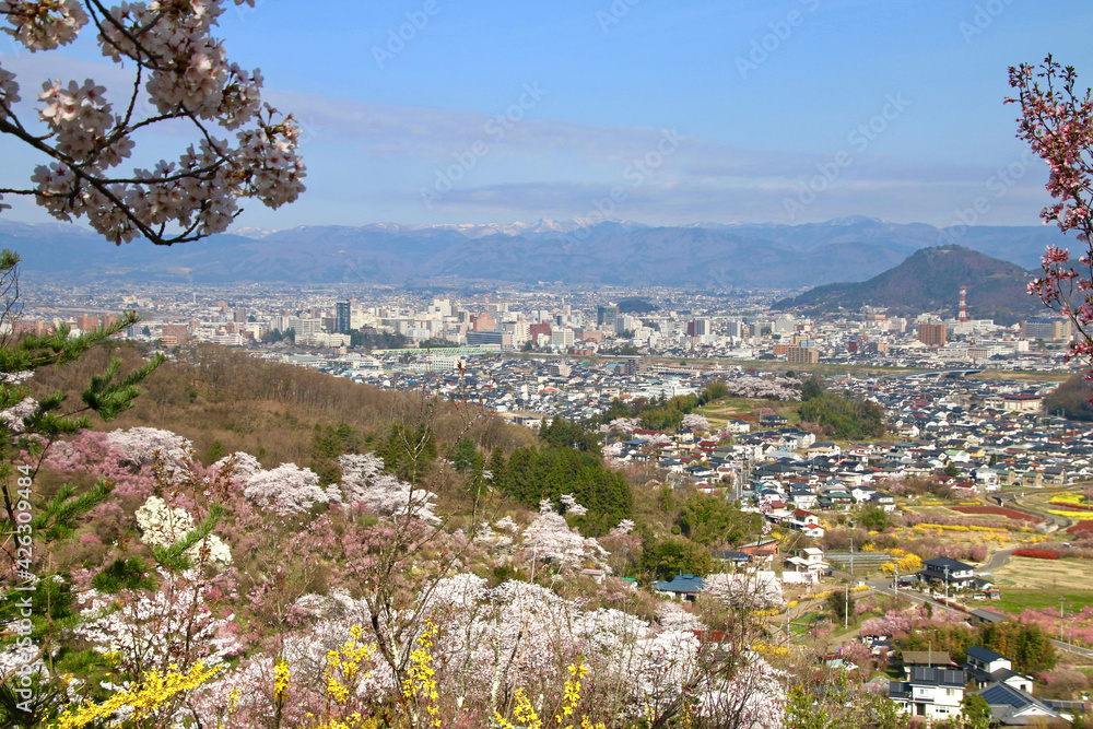 花見山・桜（福島県・福島市）