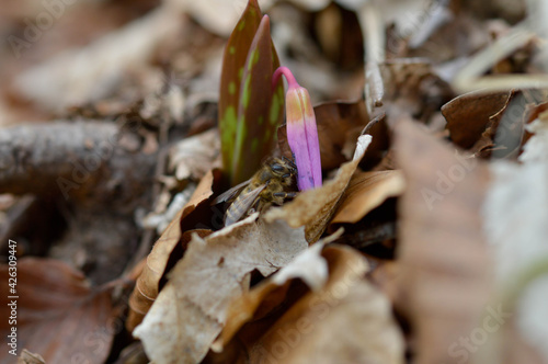 Bee on a Dog's tooth violet wildflower bloom in nature macro