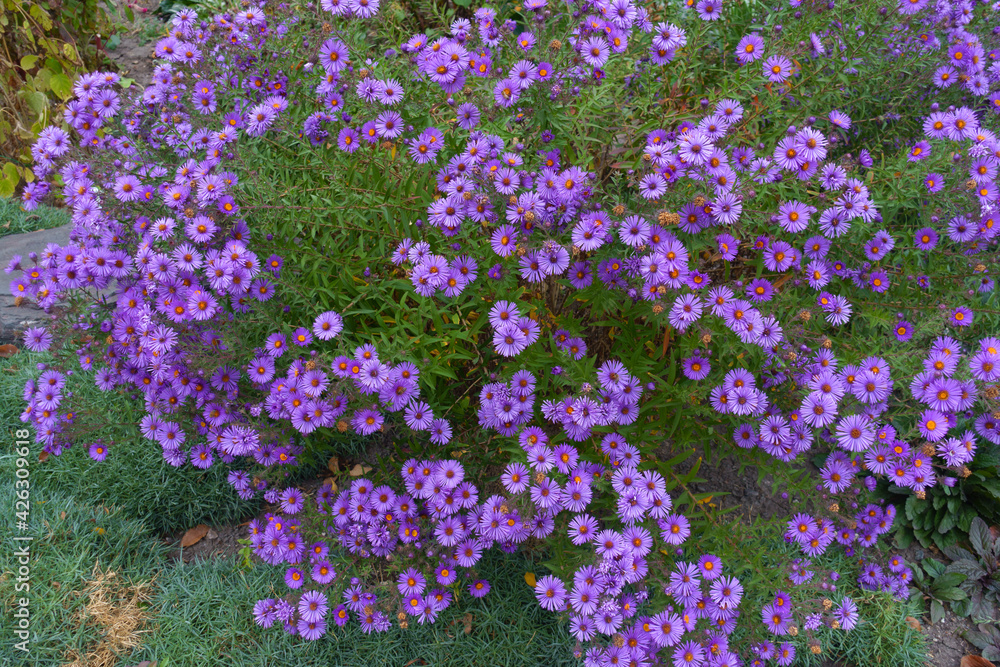 Lots of purple flowers of New England aster in October Lots of purple flowers of New England aster in October