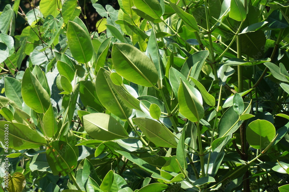 Mangrove with a natural background. Indonesian call it bakau Mangrove with a natural background. Indonesian call it bakau