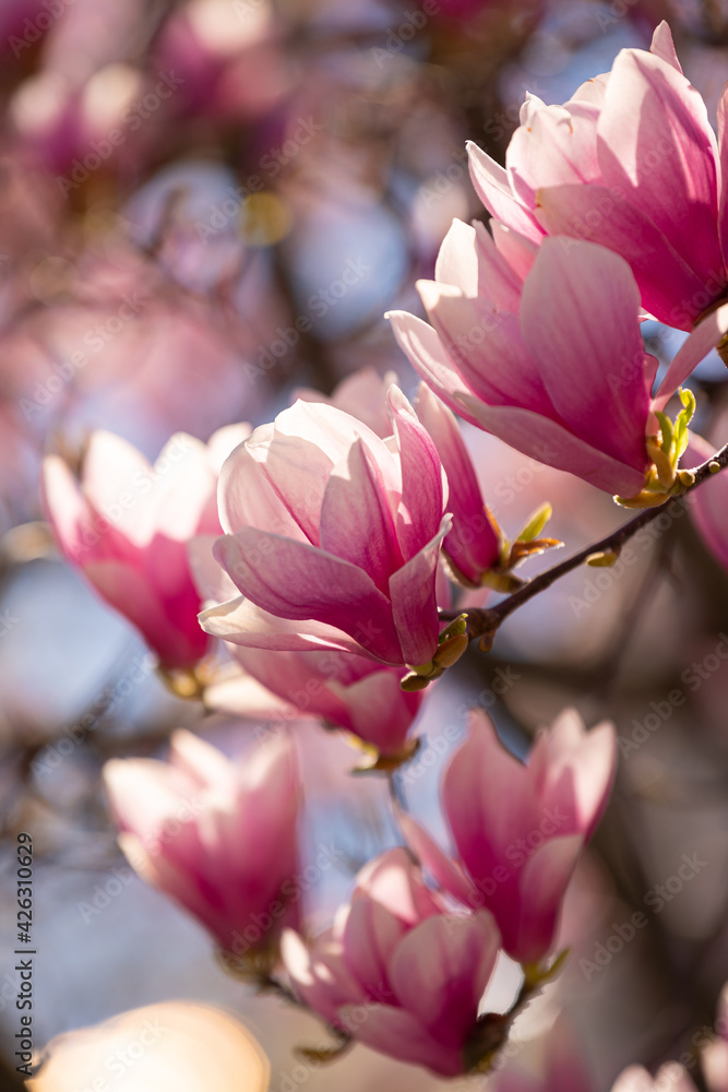 Obraz premium A big magnolia tree full with blossom flowers in rose pink color. Floral detail photography.