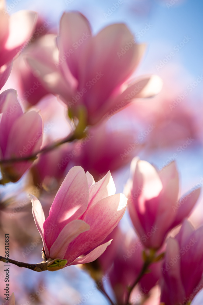 A big magnolia tree full with blossom flowers in rose pink color. Floral detail photography.