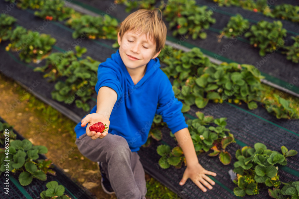Happy boy on organic strawberry farm in summer, picking strawberries Happy boy on organic strawberry farm in summer, picking strawberries