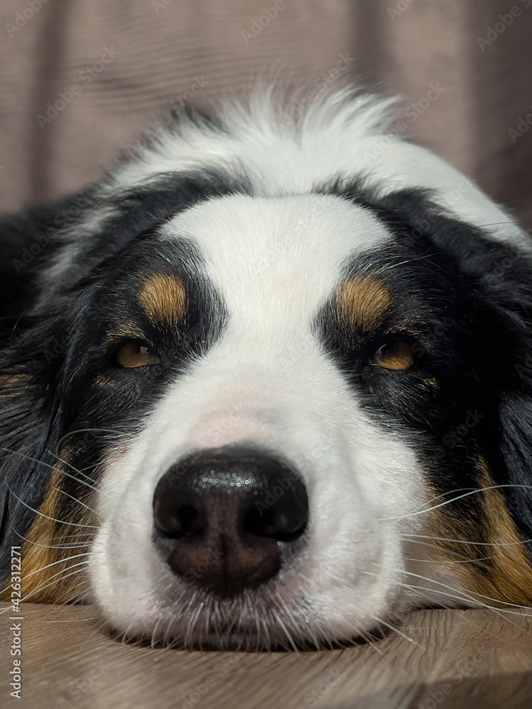 Australian Shepherd Dog portrait indoors. Happy Aussie at home. Australian Shepherd Dog portrait indoors. Happy Aussie at home.