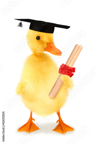 Cute duckling graduate bachelor duck with diploma funny conceptual photo