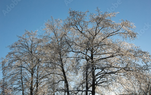 Winter forest landscape in snow and ice. Blue winter sky