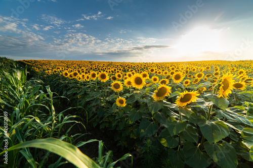 Open young sunflowers field at sunset.