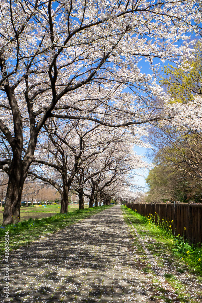 埼玉県見沼田んぼの満開で散り始めた桜並木