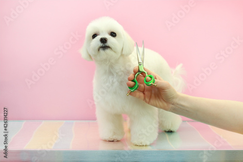 a small white and fluffy dog. She was washed and combed and put on a bow