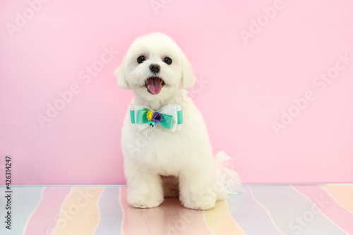 a small white and fluffy dog. She was washed and combed and put on a bow