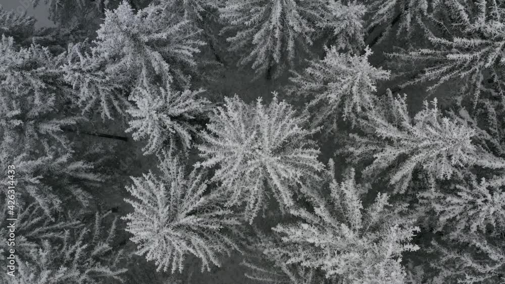 Bird’s eye view ascending shot, Scenic view of frozen pine trees in Styria, Austria, snow falling in the background. Bird’s eye view ascending shot, Scenic view of frozen pine trees in Styria, Austria, snow falling in the background.