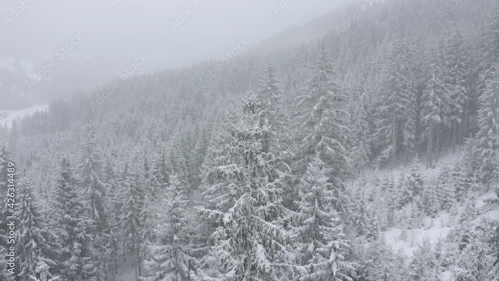 Aerial view moves away shot, Scenic view frozen pine trees in Styria, Austria, snow falling in the background. Aerial view moves away shot, Scenic view frozen pine trees in Styria, Austria, snow falling in the background.